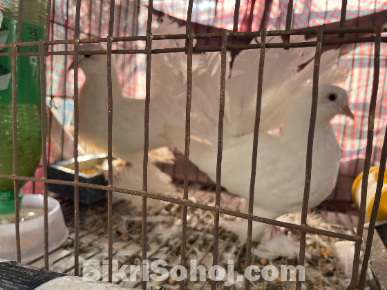 লক্ষা/ময়ূরী কবুতর